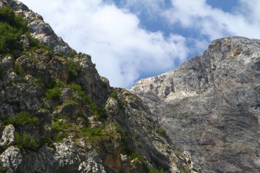 Ağaçlar, orman dağ yamacında - doğanın sevimli fotoğraf