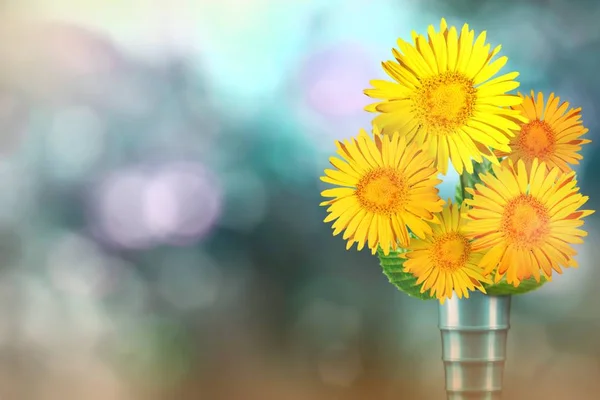 Beautiful live daisy or chamomile bouquet bouquet in modern metal vase on sunny day with empty space for your content on natural leaves and sky blurred bokeh background.