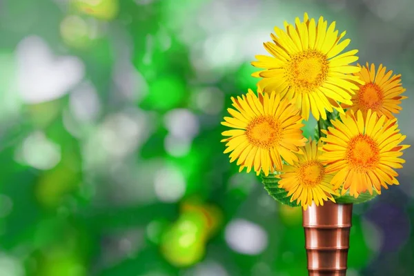 Beautiful live daisy or chamomile bouquet bouquet in modern metal vase on sunny day with empty space for your content on tree leaves blurred bokeh background.