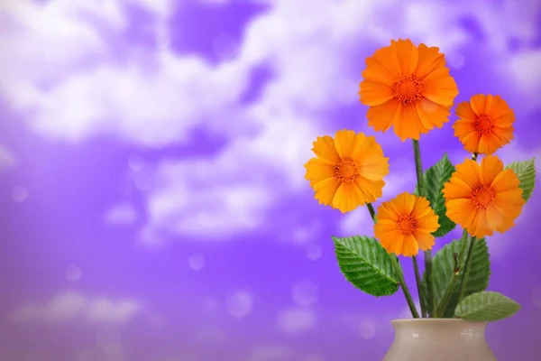 Beautiful live coreopsis bouquet bouquet in porcelain vase on sunny day with empty space for your content on cloudy sky background.