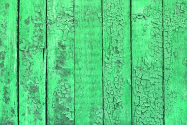 Yeşil doğal meşe doku - şirin soyut fotoğraf arka plan