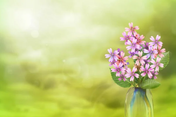 Beautiful live malva or mallow bouquet bouquet in glass vase with blank place for your text on left on colored sky with clouds background.