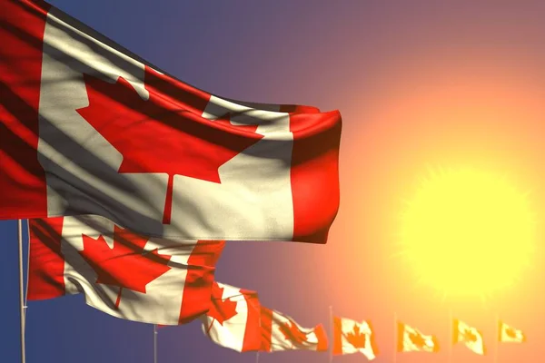 Muitas bandeiras do Canadá no pôr do sol colocado diagonal com foco seletivo e lugar para o conteúdo - qualquer bandeira celebração ilustração 3d — Fotografia de Stock
