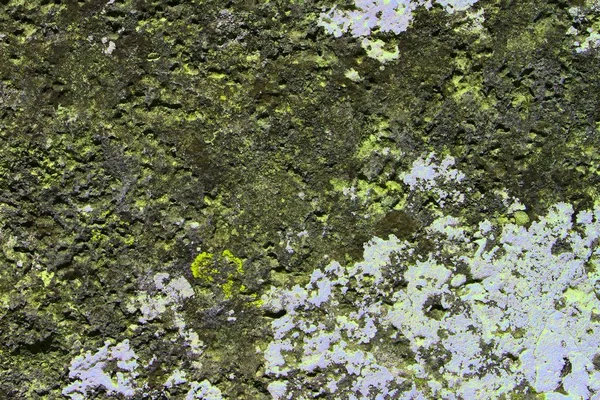 Old striped lichen on rock texture - wonderful abstract photo background — Stock Photo, Image