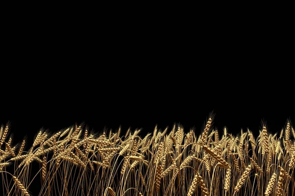 Industriální 3D ilustrace pěkného pšeničných spikeletů izolovaných z černého, koncepce chovu pšenice — Stock fotografie