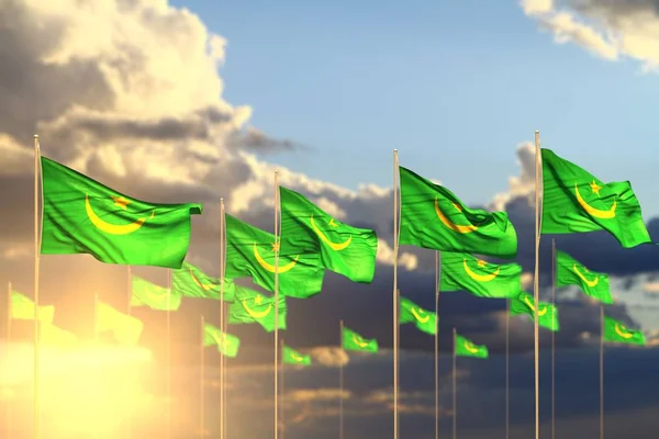 Beautiful many Mauritania flags on sunset placed in row with soft focus and place for content - any holiday flag 3d illustration — Stok fotoğraf