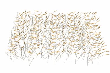 Üst - yan görünüm beyaz arka plan izole buğday sivri likleri alan güzel sheaf endüstriyel 3d illüstrasyon - tarım