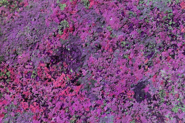 Гранж потрепанный грибок на валуне текстура - красивый абстрактный фон фотографии — стоковое фото