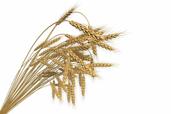 Industrielle 3D-Illustration des gerenderten Bündels Weizen-Spica isoliert auf weißem Hintergrund - Landwirtschaft — Stockfoto