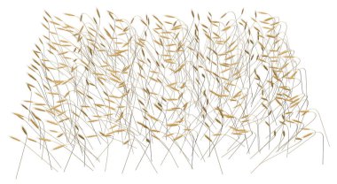 Beyaz arka planda izole buğday başakçık alanı modern demet üst tarafı görünümü endüstriyel 3D Illustration-tarım