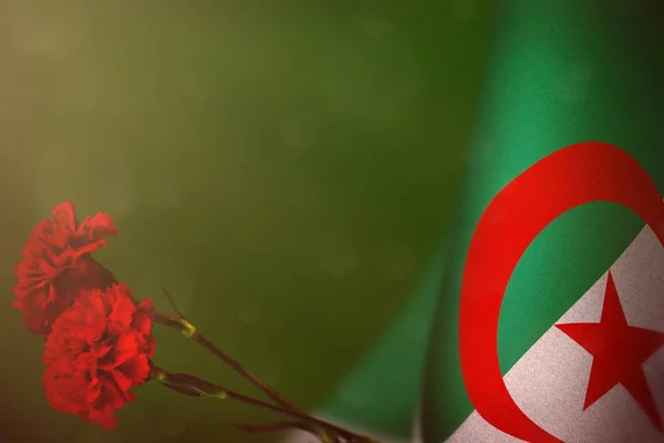 Algéria zászló tiszteletére a veteránok vagy emléknap két piros szegfűt virág mockup. Dicsőség Algéria hősök háborús koncepció zöld sötét bársony. — Stock Fotó