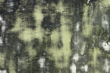 Yıllanmış meşe ağacının birçok açık benek dokusu - harika soyut fotoğraf arkaplanı