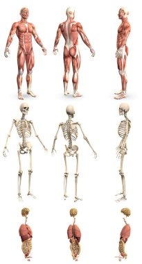 1 'de 9 detaylı çizim, kas haritası, iskelet ve organlara sahip insan vücudu - anatomi araştırma konsepti - dijital medikal 3D illüstrasyon izole edildi
