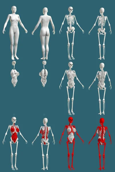 12 in 1, female body with skeleton and internal organs - colored anatomical concept for medicine - digital hi-res medical 3D illustration isolated