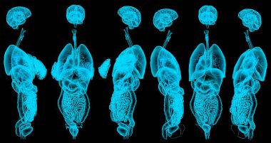 6 x-ray veya kadın iç organlarının hologramı - anatomik eğitim kavramı - cg yüksek çözünürlüklü medikal illüstrasyon izole edildi