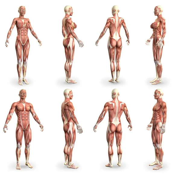8 detailed images in 1, male and female bodies with muscle map - anatomy concept for medicine - cg medical 3D illustration isolated on white