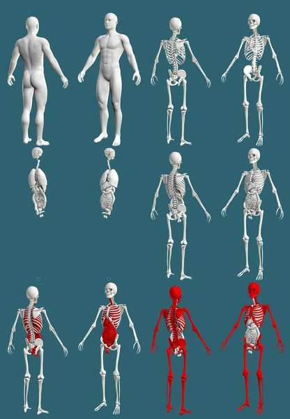 12詳細レンダリングで1 骨格と臓器を持つ人間の体 解剖学的な色の検査の概念 青に隔離されたデジタル医療3Dイラスト — ストック写真