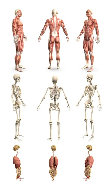 Gedetailleerde Weergave Mans Lichaam Met Spierkaart Skelet Organen Fysiologie Onderzoek — Stockfoto