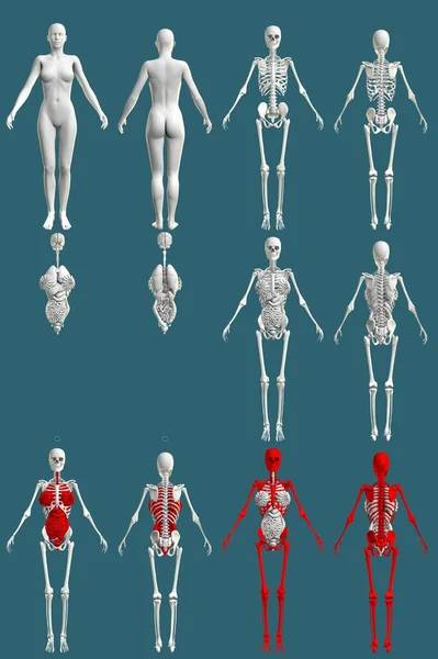 1の12の詳細なレンダリング 骨格と臓器を持つ女性の体 解剖学的研究の概念 Cg医療3Dイラスト孤立 — ストック写真