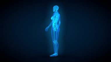 1 'de 4 video, organları ve iskeleti olan kadın vücudunun mavi x-ray taraması - 4K 60fps UHD 3D kusursuz döngü animasyonları
