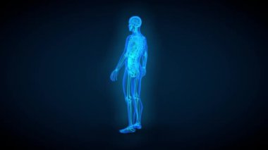 1 'de 4 video, organları ve iskeleti olan erkek vücudunun mavi x-ray taraması - 4K 60fps UHD 3D kusursuz döngü animasyonları