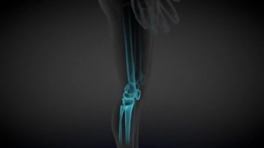 1 'de 2 farklı 3 boyutlu kusursuz döngü, kadın vücudu dönüyor - organlar ve iskeletle x-ray taraması, tıp eğitimi illüstrasyonu - 4K 60fps UHD 