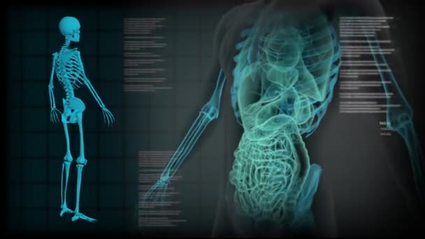 Orvosi Zökkenőmentes Hurok Háttér Ray Roentgen Test Csontváz Vizsgálat Digitális — Stock videók