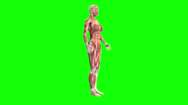 Anatomia Corpo Feminino Mapa Muscular Girando Tela Verde Conceito Fisiologia — Vídeo de Stock