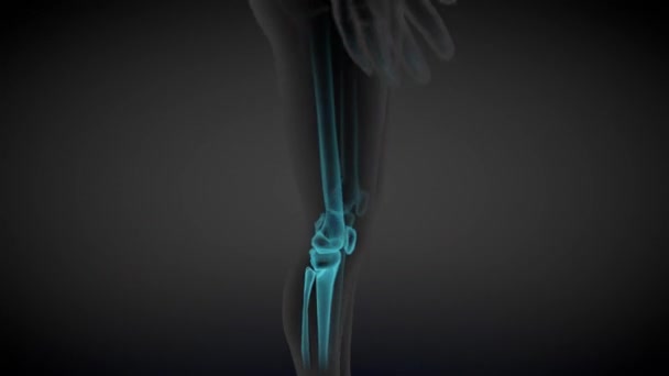 两个不同的3D无缝环路动画1 女性身体旋转 器官和骨骼X光扫描 医学教育示例 60Fps Uhd — 图库视频影像