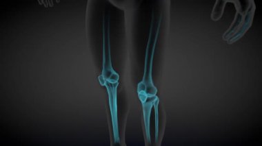 1 'de 2 farklı 3 boyutlu kusursuz döngü animasyonu, erkek vücudu yan görünümü - organları ve iskeleti olan x-ray taraması, tıp eğitimi illüstrasyonu - 4K 60fps UHD 
