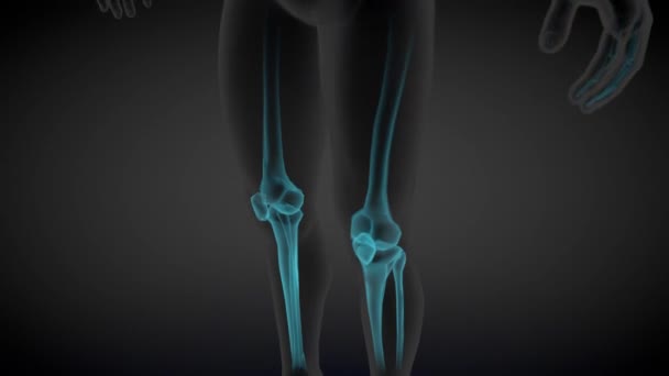 2个不同的3D无缝环路动画1个 男性侧视 器官和骨骼X光扫描 医学教育说明 60Fps Uhd — 图库视频影像
