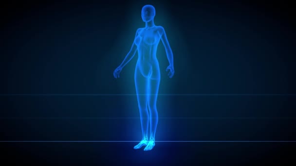 Diverse Animazioni Loop Senza Soluzione Continuità Corpo Femminile Scansione Raggi — Video Stock