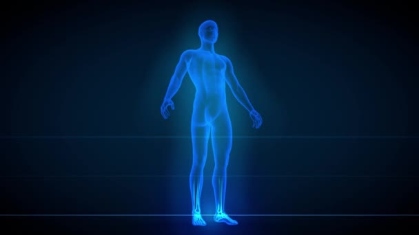 Different Seamless Looping Animations Male Body Ray Scan Organs Skeleton — Stock Video