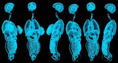 Kadın ve erkeğin iç organlarının 6 yüksek çözünürlüklü holografik röntgeni - anatomi araştırma konsepti - siyah üzerine izole edilmiş cg medikal 3D çizimi
