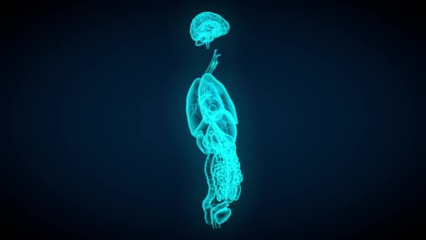 Female Organ Ray Scan Rotating Dark Background Koncept Pro Anatomii — Stock video