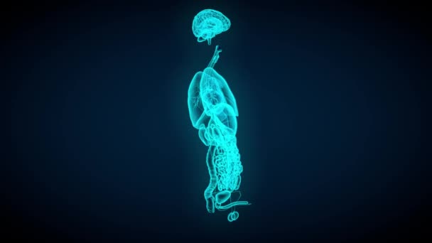 男性臓器X線スキャン 暗い背景で回転 解剖学と生理学のための概念 60FpsのUhd 3Dシームレスループアニメーション — ストック動画