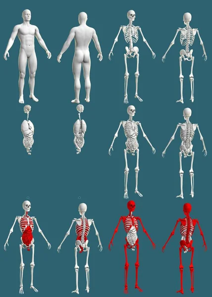 12で1 骨格と内臓を持つ男性の体 科学のための色のRoentgenの概念 Cg高詳細医療3Dイラスト孤立 — ストック写真