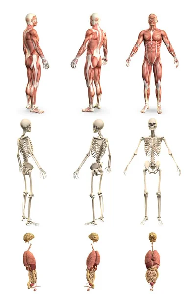 Res Renders Mans Body Muscle Map Skeleton Organs Anatomy Study —  Fotos de Stock