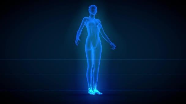 女性の体で3つの異なる3Dシームレスループアニメーション 臓器や骨格を持つX線スキャン 生理学的イラスト 60FpsのUhd — ストック動画