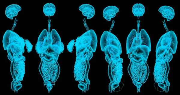 Kadın ve erkeğin iç organlarının 6 detaylı holografik röntgen çizimi - anatomi inceleme konsepti - siyah üzerine izole edilmiş CG Tıbbi 3D çizimi