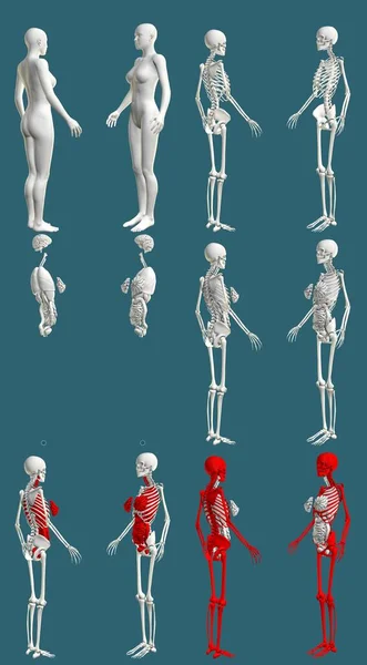 12比1 女性躯体 骨骼和内脏器官 彩色解剖学概念教育 Cg高度详细的医学3D图像孤立 — 图库照片