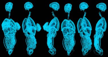 6 x-ray veya kadın iç organlarının hologramı - tıp için fizyoloji kavramı - dijital yüksek çözünürlüklü medikal illüstrasyon izole edildi