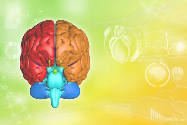 Human brain, neuron network development concept - detailed modern texture or background, medical 3D illustration