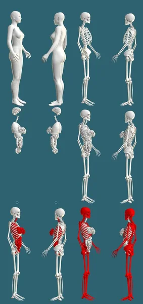 Detaillierte Darstellungen Frauenkörper Mit Skelett Und Organen Anatomisches Untersuchungskonzept Kreative — Stockfoto