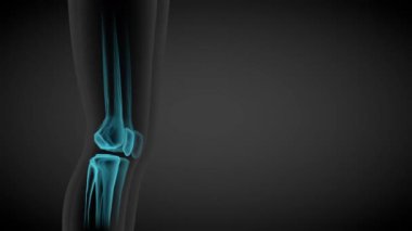 1 'de 2 3 boyutlu kusursuz döngü animasyonları, kadın vücut yan görüntüsü - iskelet kemiklerinin ve çeşitli iç organların x-ray taraması, insan vücudu çalışması çizimi - 4K 60 fps UHD 