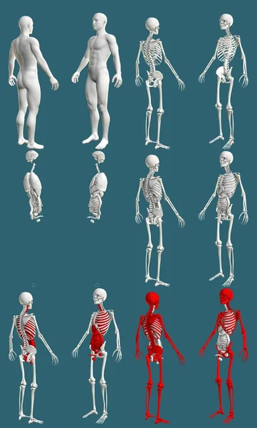 Чоловіче Тіло Скелетом Внутрішніми Органами Кольорова Концепція Лікарні Науки Res — стокове фото
