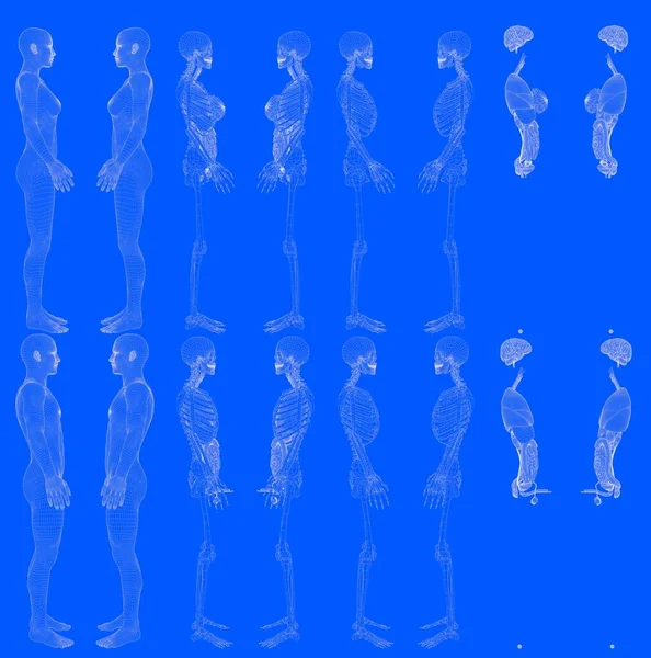 一组16个全息图网格绘制的男人和女人的身体骨骼和内脏孤立 创造性的高度详细的医学三维图形蓝图风格 — 图库照片