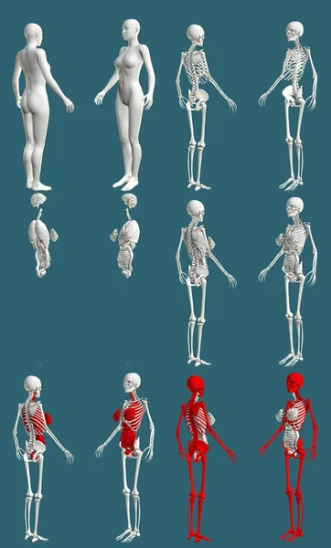 女性骨骼和内脏器官 医学用彩色伦琴的概念 数字高精密医学3D图像分离 — 图库照片