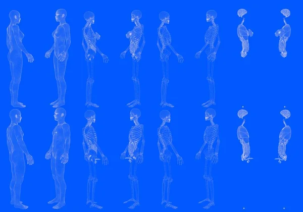 Set Van Hologram Mesh Renders Van Man Vrouw Lichamen Met — Stockfoto