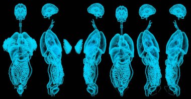 6 x-ray veya kadın iç organlarının hologramı - bilim için anatomi kavramı - dijital detaylı medikal üç boyutlu resimleme izole edildi